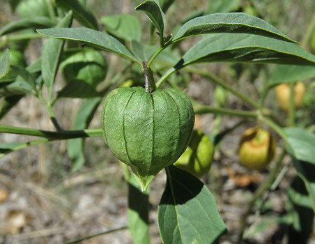 Long-leaved Groundcherry FRUIT.jpeg