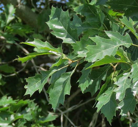 Northern Red Oak