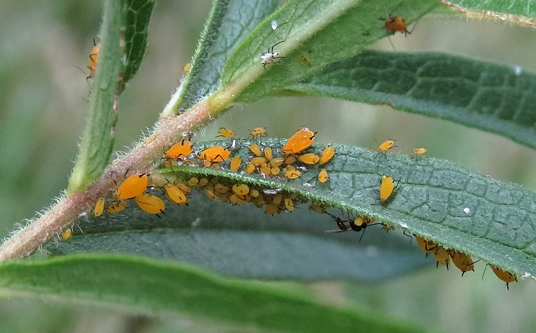 Oleander Aphid