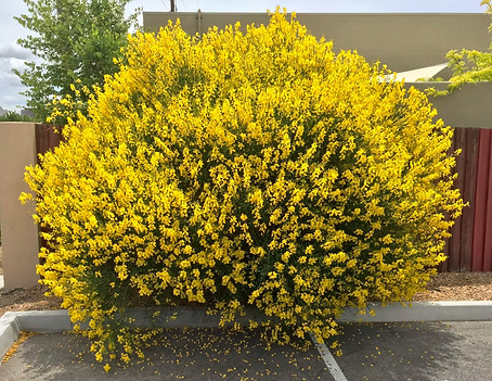 Spanish Broom in Bloom.jpg