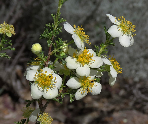 Mexican Ciffrose Flower.jpg