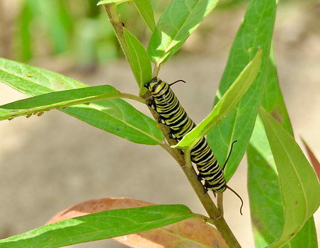 Monarch Caterpillar