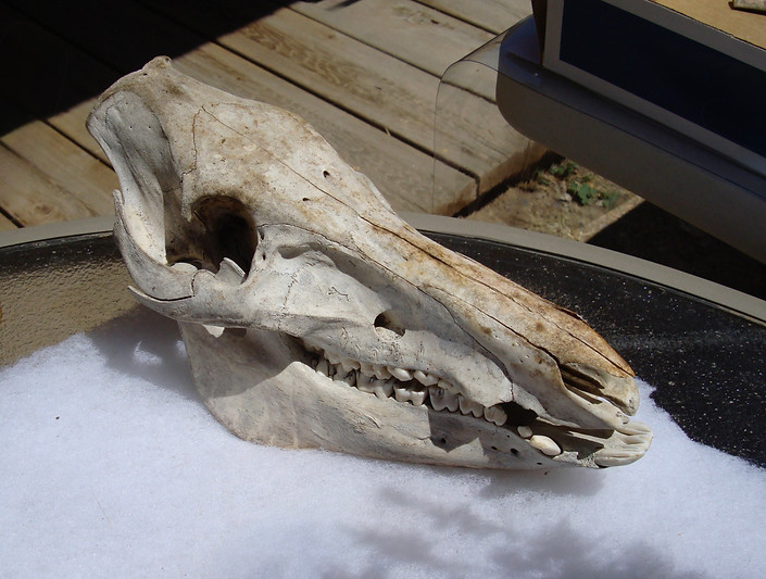 Pig Skull