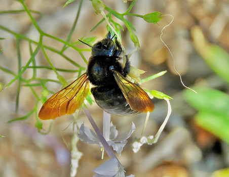 Carpenter Bee