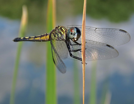Blue Dasher 