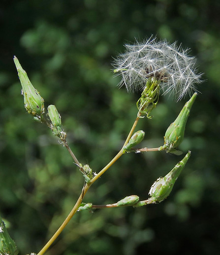 Prickly Lettuce