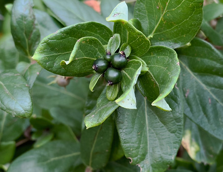Japanese Honeysuckle