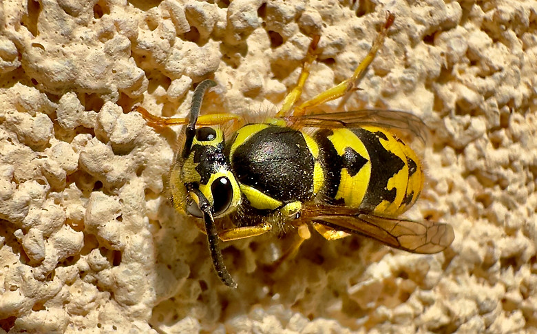 Yellowjacket