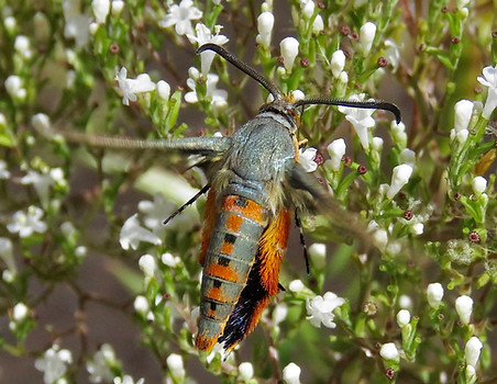 Southwestern Squash Vine Borer