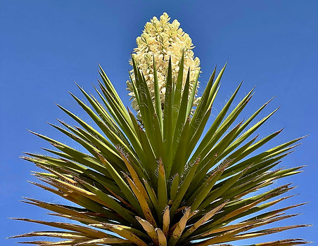 Yucca carnerosana