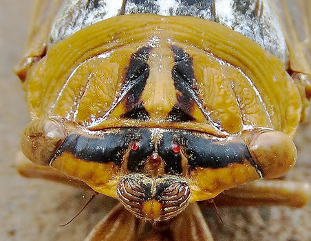 Plains Cicada