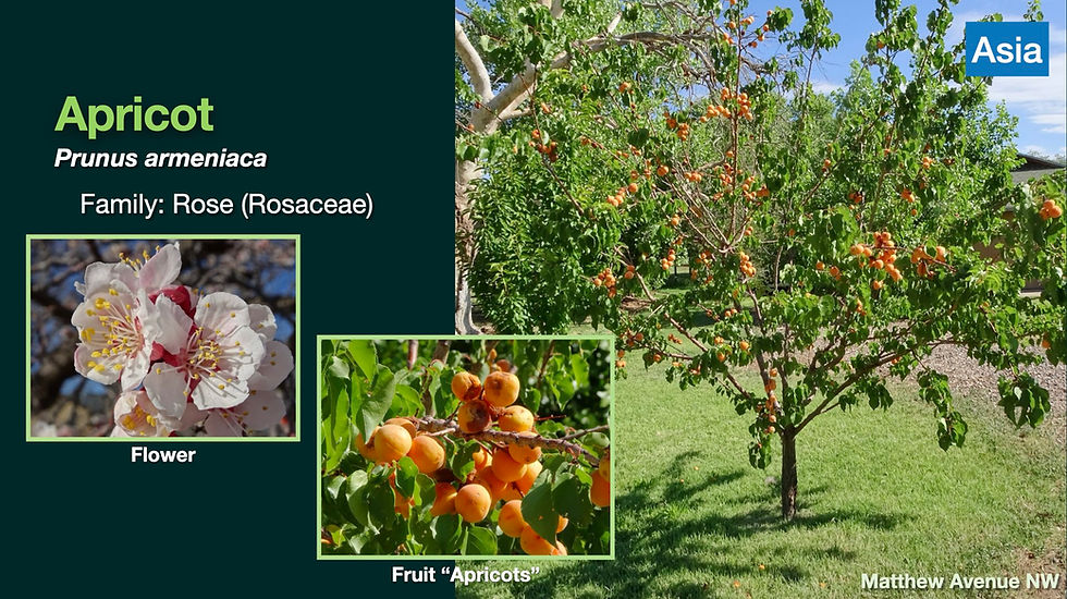 Climate Ready Trees ORIGINS.021.jpeg