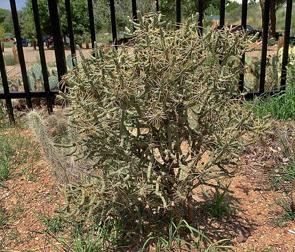 Branched Pencil Cholla