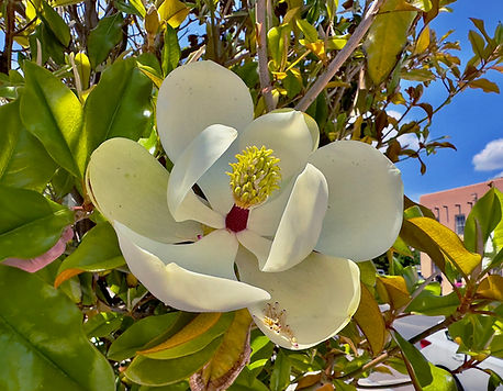 Southern Magnolia