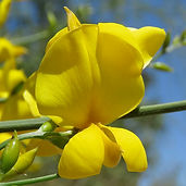 Spanish Broom DETAIL.jpg