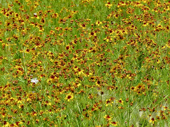 Plains Coreopsis
