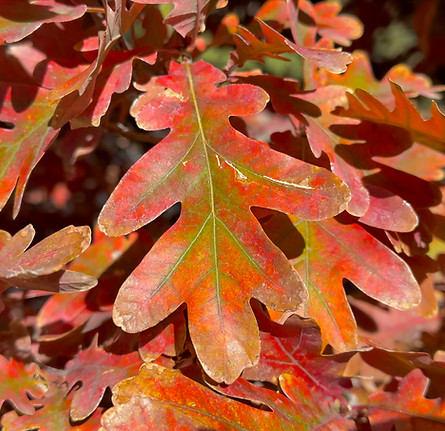 Crimson Spire Oak
