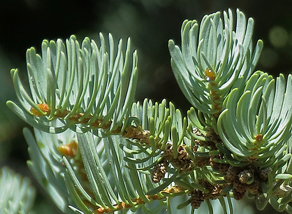 White Fir NEEDLES.jpg