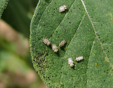 Lace Bugs
