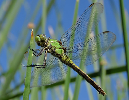 Western Pondhawk