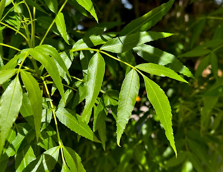 Narrow-leaved Ash LEAVES.jpg