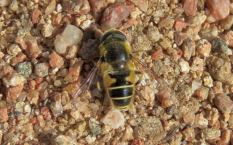 Orange-Spined Drone Fly