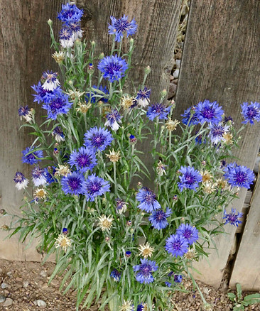 Cornflower