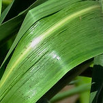 Corn LEAF DETAIL.jpeg