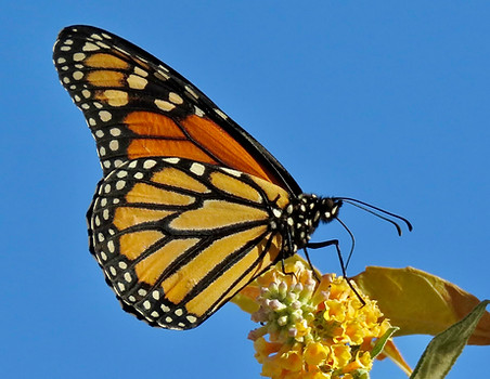 Monarch