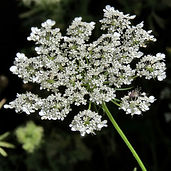 Queen Anne's Lace