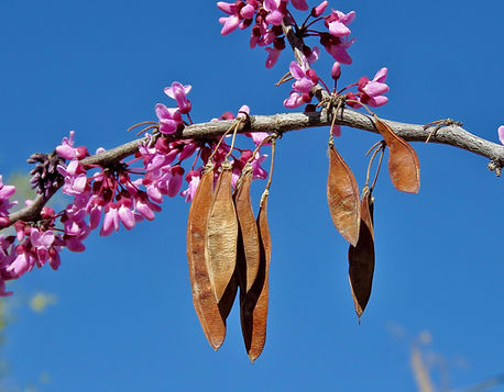 Redbud Pods and Flowers.jpg