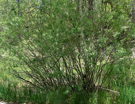 Arroyo Willow