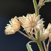 Globemallow