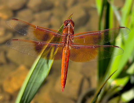 Flame Skimmer 