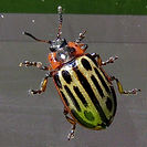 Cottonwood Leaf Beetle