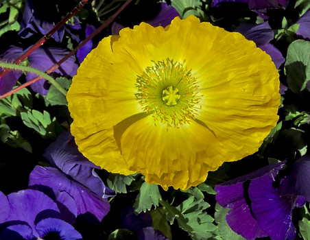 Iceland Poppy