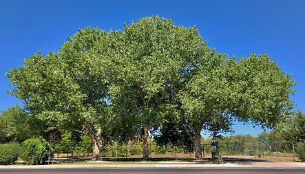 RG Cottonwood TREES SUMMER.heic