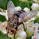 Trachnid Fly
