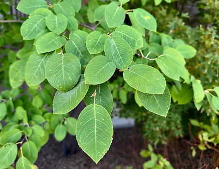 Serviceberry Leaves Summer.jpg