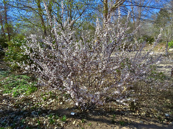 Nanking Cherry Bush.heic