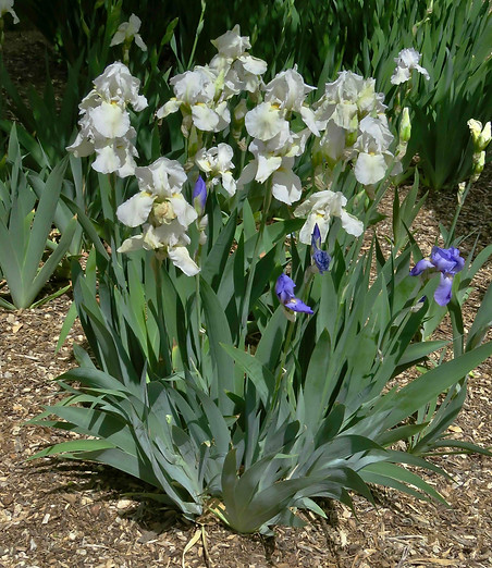 German Bearded Iris