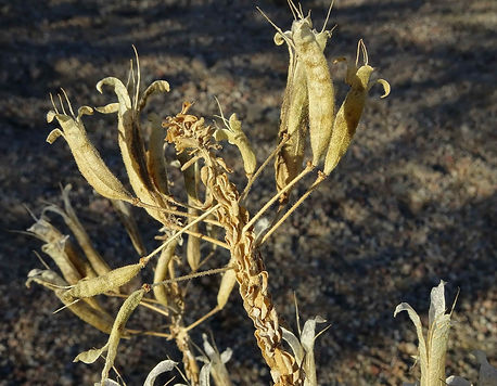 Redwisker Clammyweed 