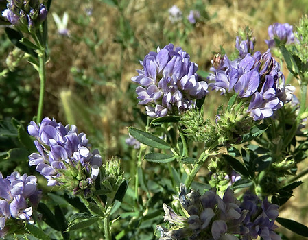 Alfalfa Flowers and Leaves.jpg