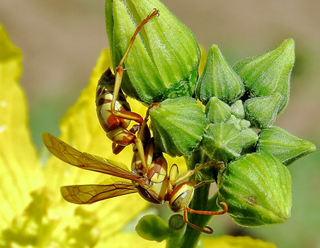 Golden Paper Wasp