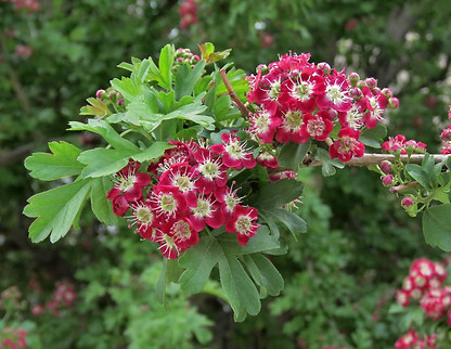 Midland Hawthorn Flowers.jpg