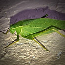 Angelwing Katydid