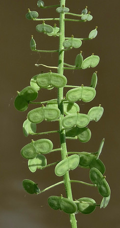 Specticle Pod Glasses.jpg