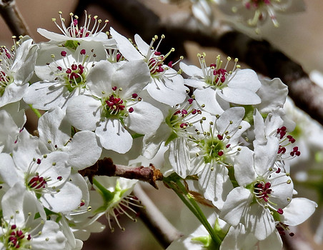 Callery Pear Flowers.jpg