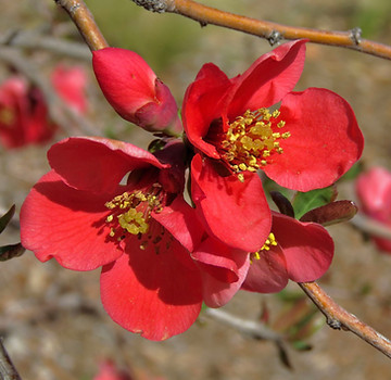 Flowering Quince Flowers.jpg