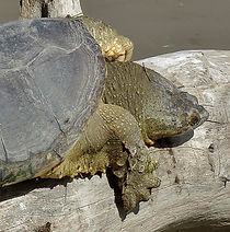Snapping Turtle 